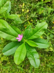 Talinum fruticosum