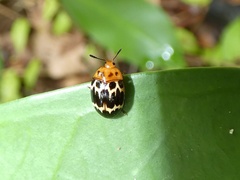 Iphiclus delineatus