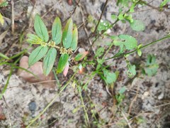 Euphorbia hirta