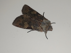 Lithophane plumbealis