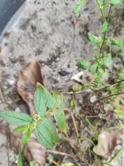 Euphorbia hirta