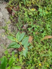 Euphorbia hirta