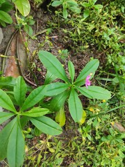 Talinum fruticosum