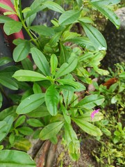 Talinum fruticosum