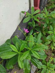 Talinum fruticosum