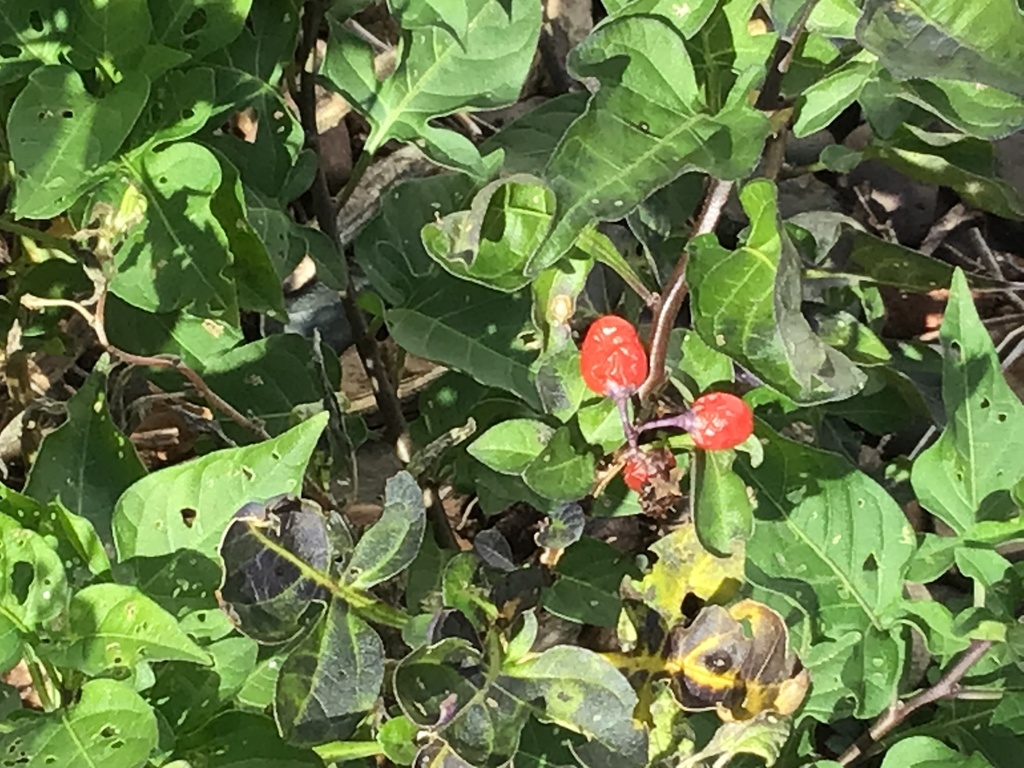bittersweet nightshade from Interlachen Dr, Eagan, MN, US on October 22