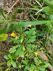 Biophytum sensitivum