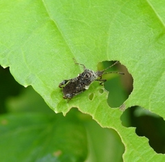 Merocoris
