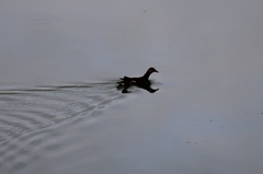 Gallinula galeata