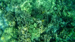 Chaetodon ornatissimus