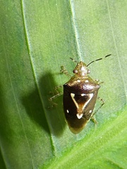 Mormidea pama