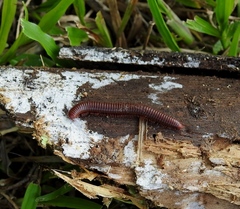 Spiropoeus