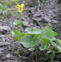Viola caucasica
