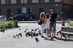 Columba livia domestica