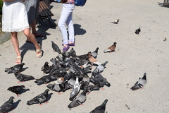 Columba livia domestica