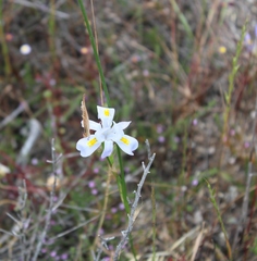 Moraea fugax