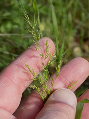 Limnodea arkansana