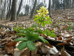 Gymnospermium smirnowii