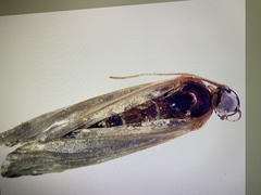 Ochropleura