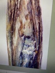 Ochropleura