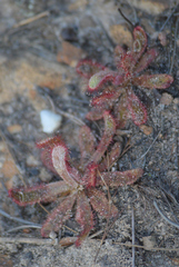 Drosera ericgreenii