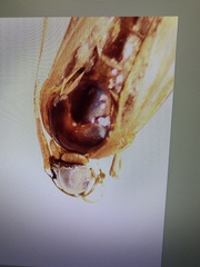 Ochropleura