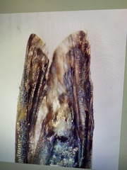 Ochropleura