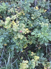 Rosa rugosa