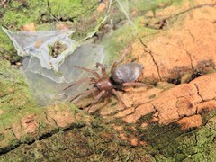 Hypodrassodes maoricus