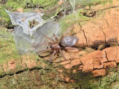 Hypodrassodes maoricus