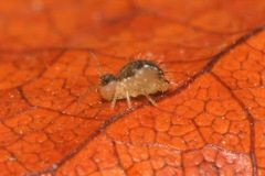 Sminthurus maculatus