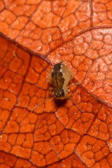 Sminthurus maculatus