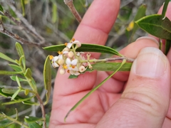 Olea exasperata