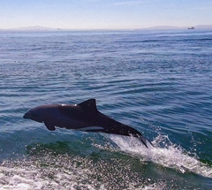 Cephalorhynchus heavisidii