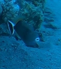 Sufflamen albicaudatum