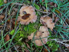 Gomphus clavatus