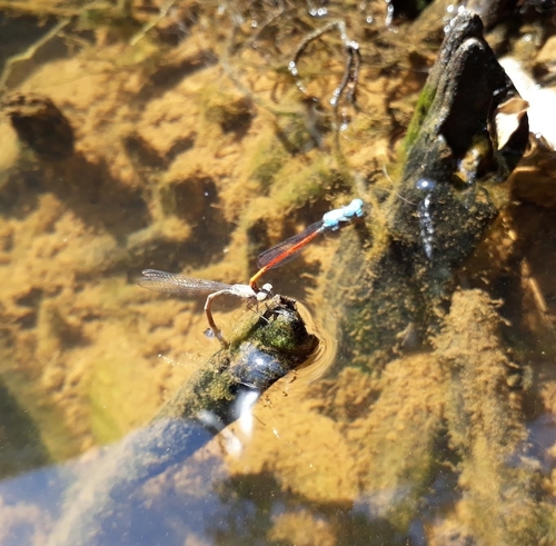 Neoneura sylvatica