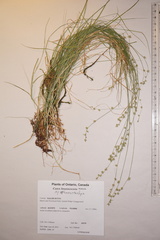 Carex brunnescens sphaerostachya
