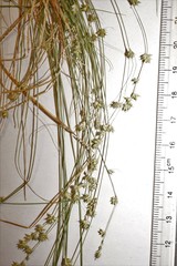 Carex brunnescens sphaerostachya