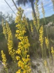 Solidago virgata