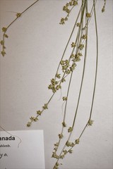 Carex brunnescens sphaerostachya