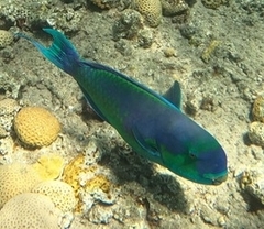 Chlorurus gibbus