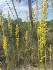 Solidago virgata