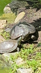 Trachemys stejnegeri