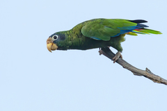 Amazona ventralis