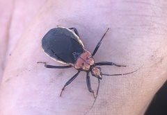 Rhiginia cinctiventris