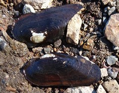 Cumberlandia monodonta