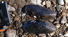 Cumberlandia monodonta