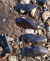 Cumberlandia monodonta