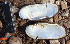 Cumberlandia monodonta